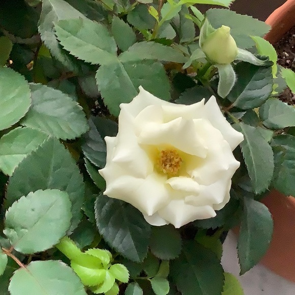 Meet your Posher, Ann - Picture 1 of 2